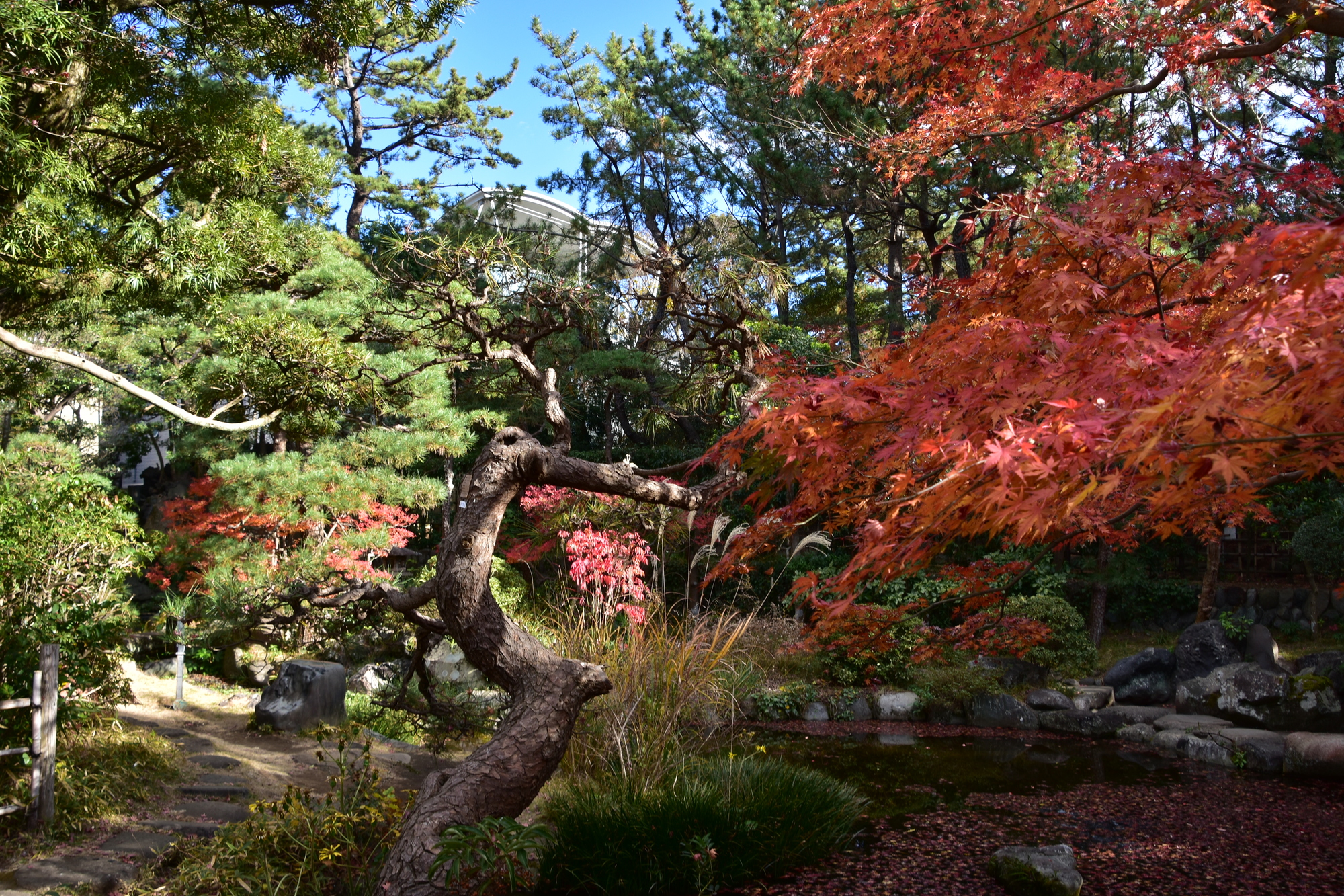 茅ヶ崎市茶室・書院 松籟庵｜体験・観光スポット ｜【公式】神奈川県の