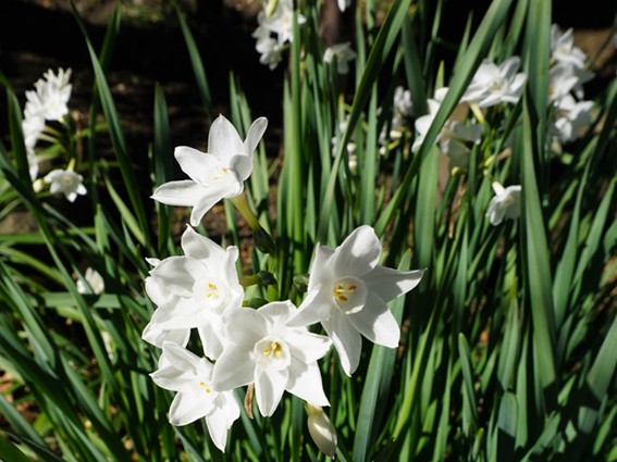 宝戒寺（冬の花）