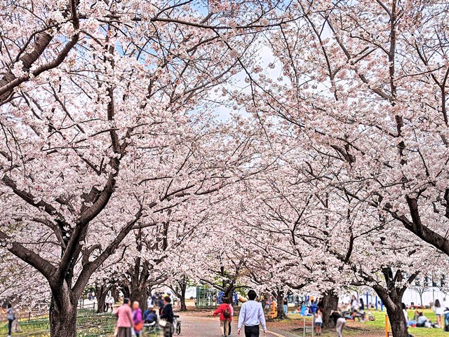 昼も夜も桜を満喫！「さむかわ桜まつり 2025」開催！（寒川町）