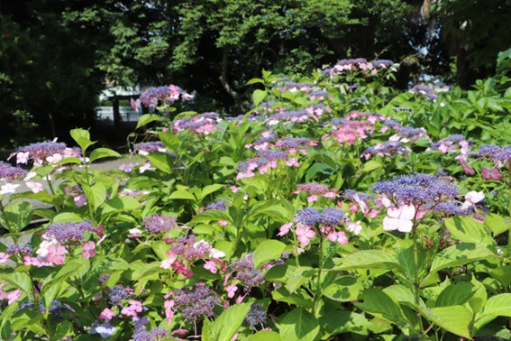 今福薬医門公園【海老名市】