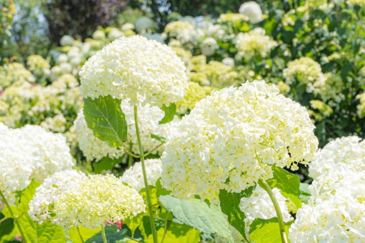 花菜ガーデン（神奈川県立花と緑のふれあいセンター）【平塚市】