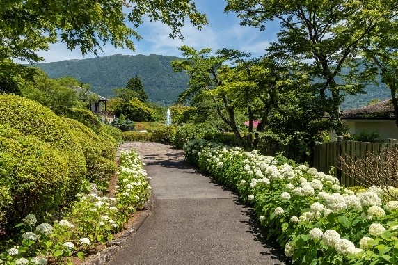 箱根強羅公園 111鉢のあじさいフォトスポット