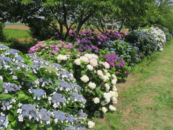 小出川の紫陽花【茅ヶ崎市】