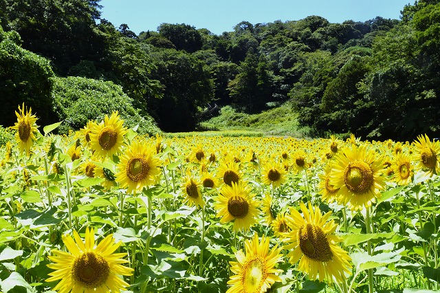 横須賀くりはま花の国・7/25～開花情報