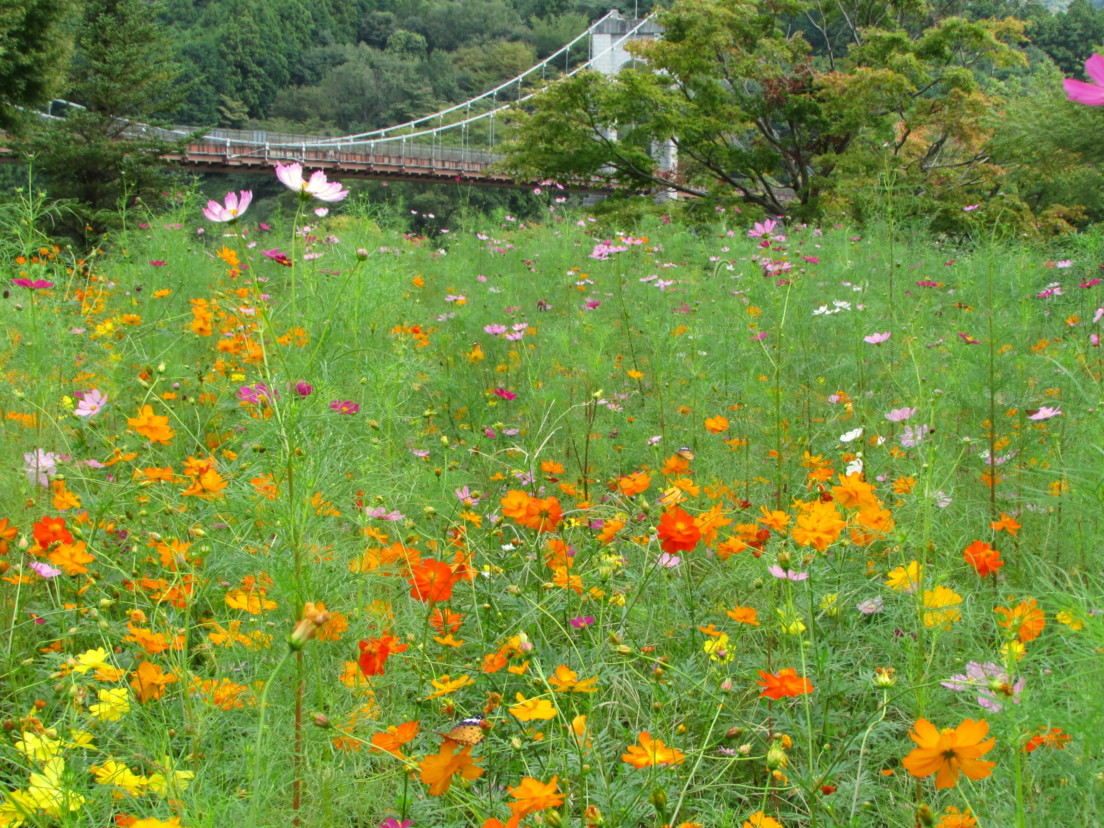神奈川県立秦野戸川公園