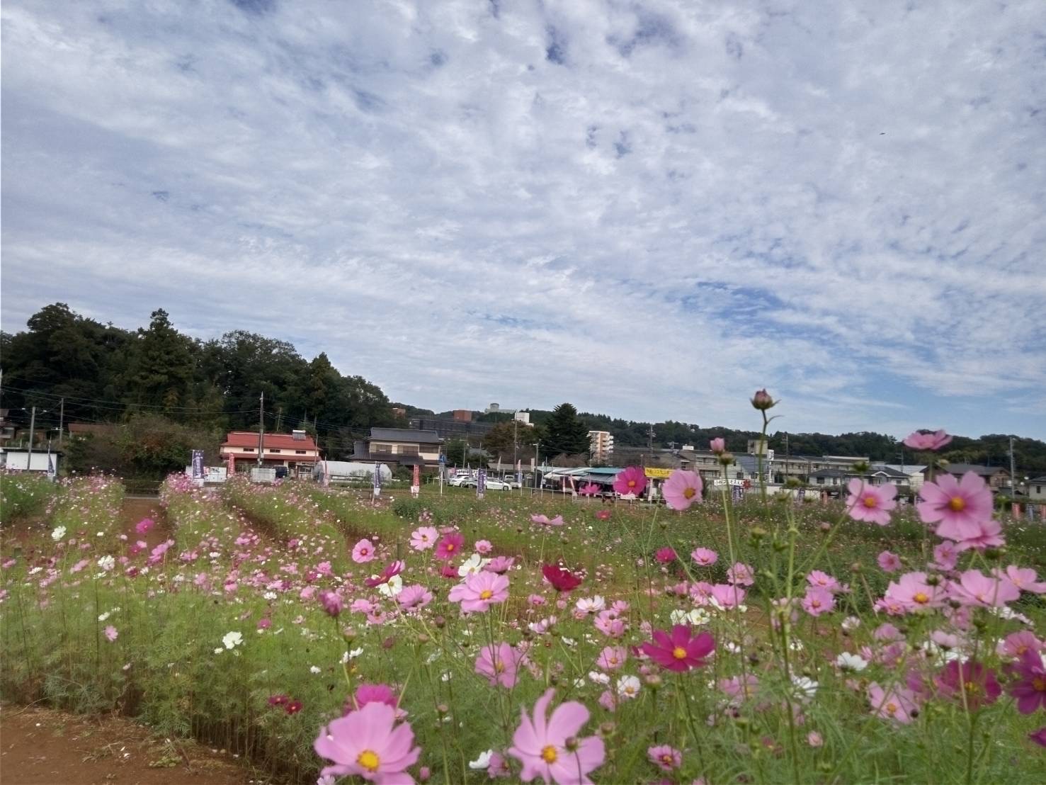 2025年は終了】小松コスモス園「第26回 小松コスモスまつり