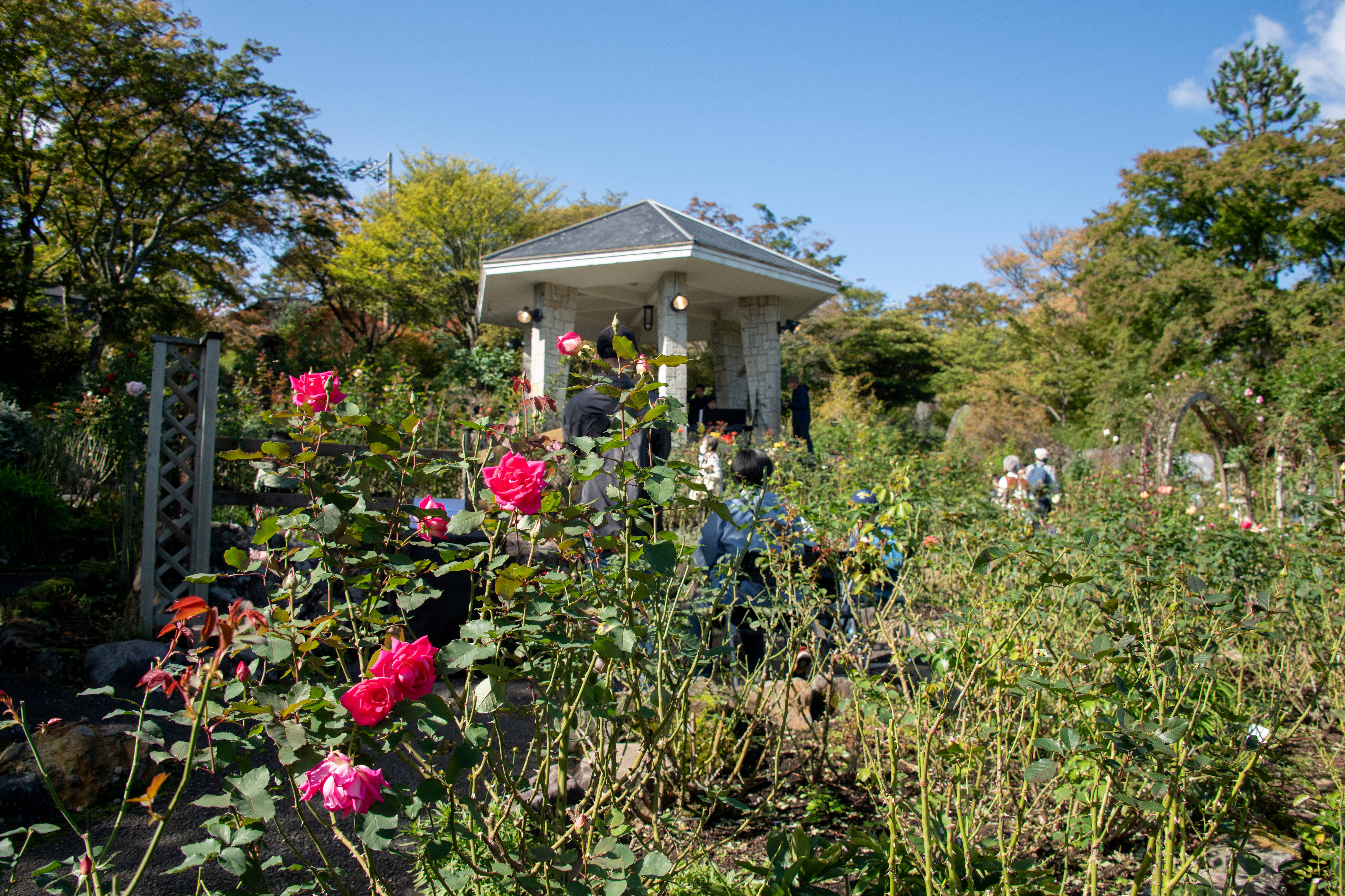 箱根強羅公園「秋のローズガーデン音楽会」