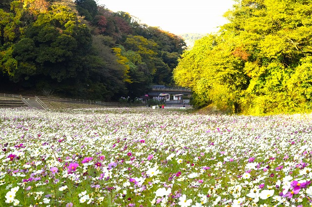 横須賀くりはま花の国・11/21～開花情報