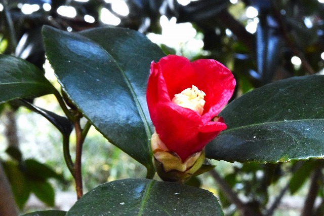 横須賀くりはま花の国・12/5～開花情報
