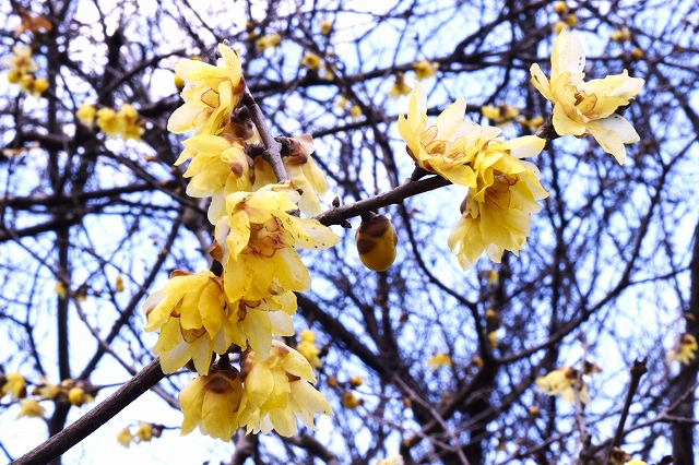横須賀くりはま花の国・12/26日～開花情報
