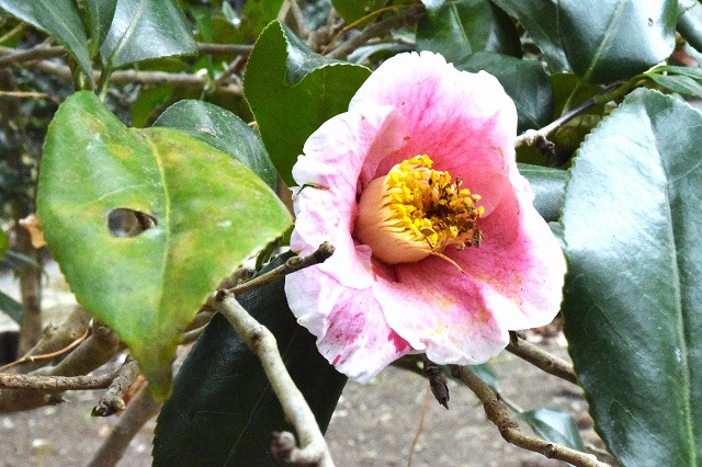 横須賀くりはま花の国・1/8～開花情報