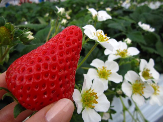 かたのいちご園【秦野市】