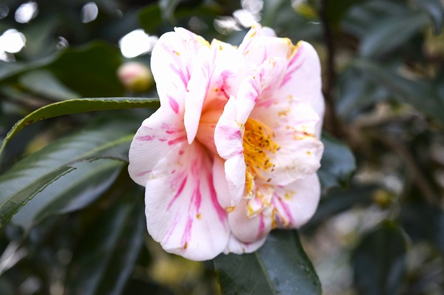 横須賀くりはま花の国・1/30～開花情報
