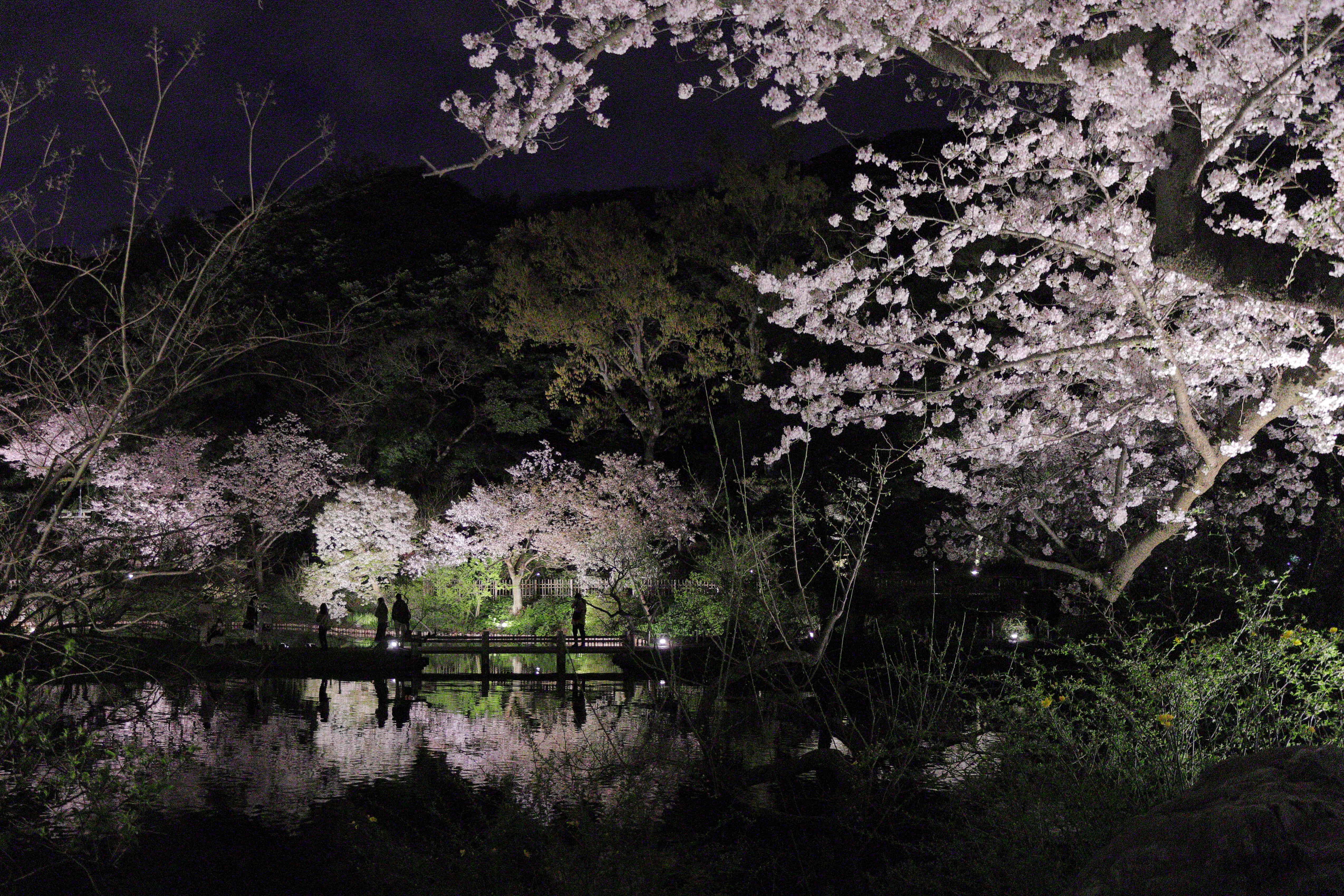 横浜・三溪園 桜ライトアップ｜イベント ｜【公式】神奈川県のお出かけ