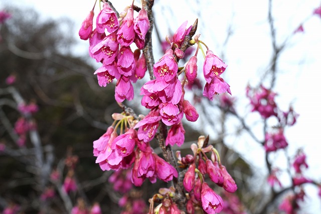横須賀くりはま花の国・2/20～開花情報