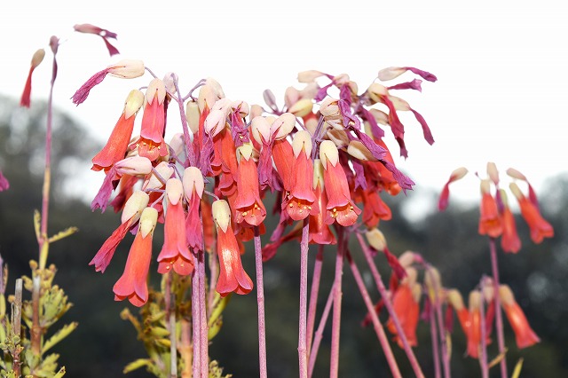 横須賀くりはま花の国・2/27～開花情報｜イベント ｜【公式】神奈川県
