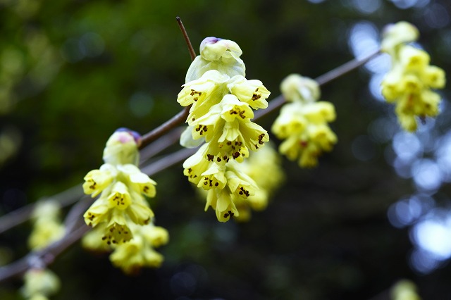 横須賀くりはま花の国・2/27～開花情報