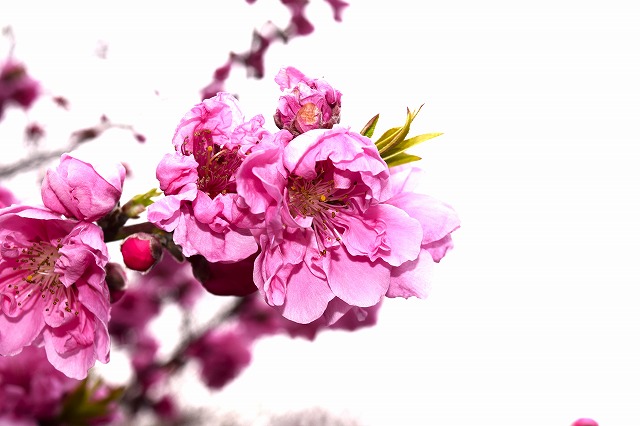 横須賀くりはま花の国・2/27～開花情報｜イベント ｜【公式】神奈川県