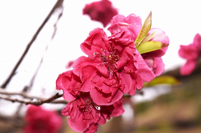 横須賀くりはま花の国・2/27～開花情報｜イベント ｜【公式】神奈川県