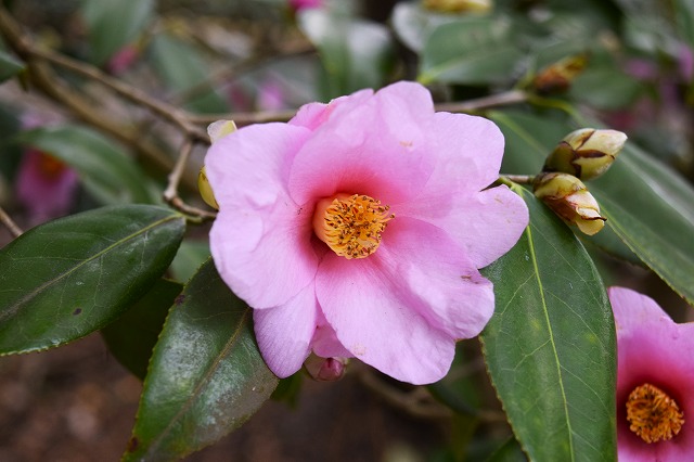 横須賀くりはま花の国・2/27～開花情報｜イベント ｜【公式】神奈川県
