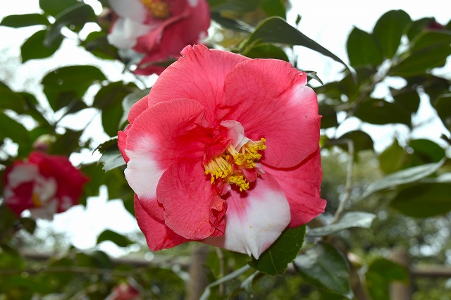 横須賀くりはま花の国・3/6～開花情報