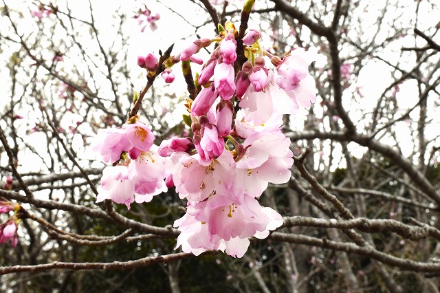 横須賀くりはま花の国・3/20～開花情報