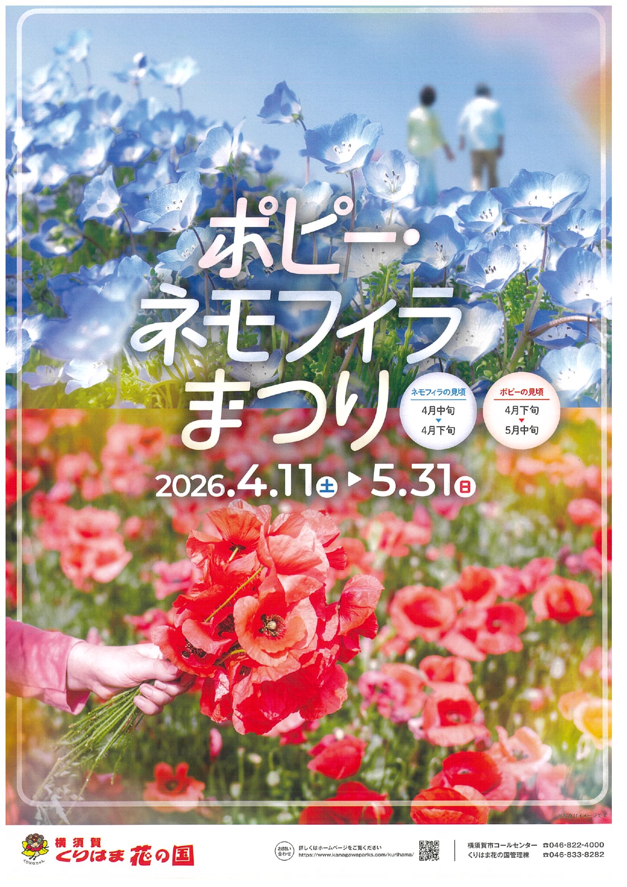 くりはま花の国 「ポピー・ネモフィラまつり」2026【横須賀市】
