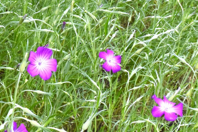 横須賀くりはま花の国・4/24～開花情報