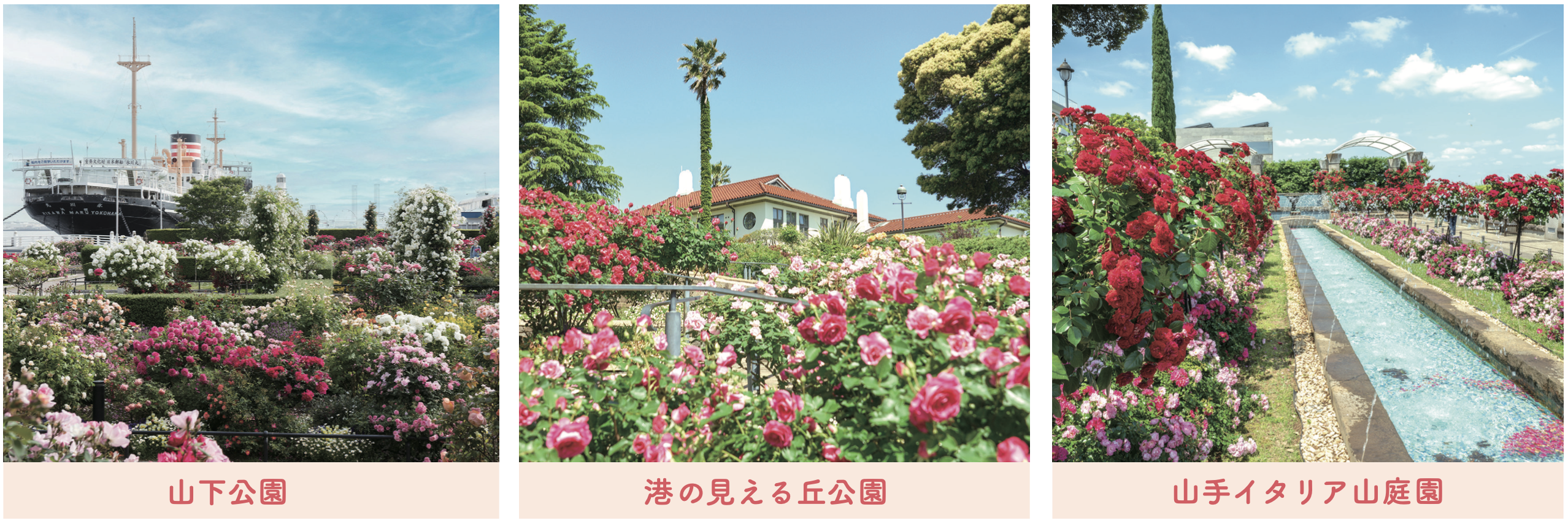 横浜ローズウィーク2026【横浜市】｜イベント ｜【公式】神奈川県の