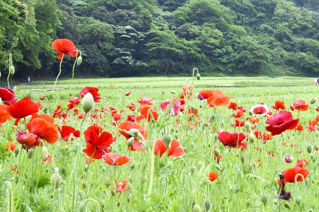 横須賀くりはま花の国・5/1～開花情報