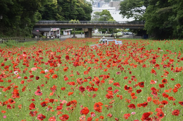 横須賀くりはま花の国・5/8～開花情報