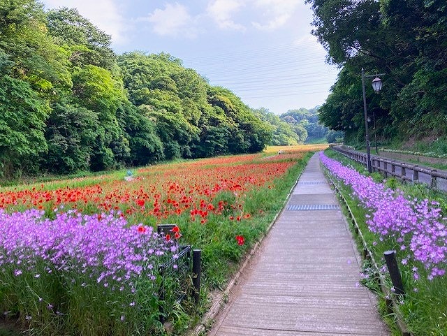 横須賀くりはま花の国・5/16～開花情報