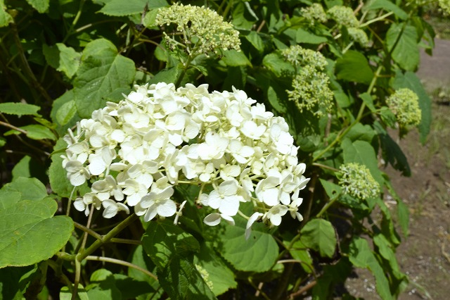 横須賀くりはま花の国・5/29～開花情報