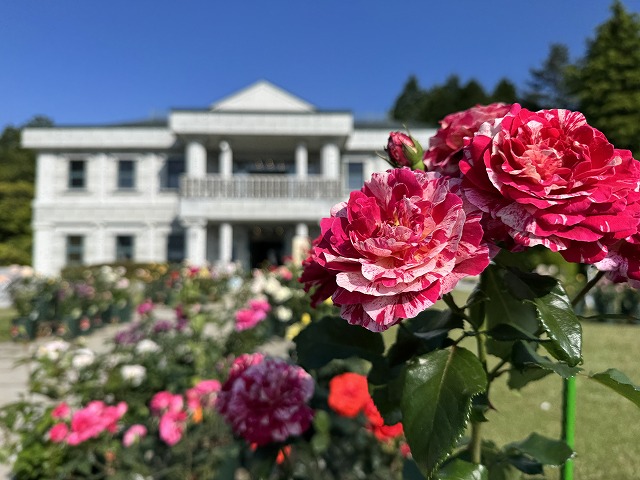 神奈川県立恩賜箱根公園「バラの即売会」