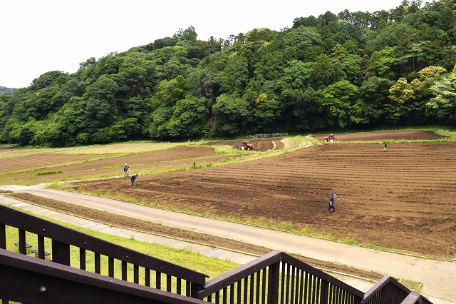 横須賀くりはま花の国・6/12～開花情報