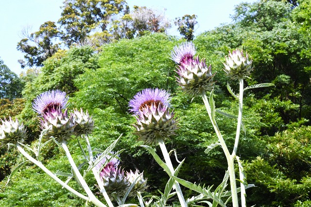 横須賀くりはま花の国・6/19～開花情報