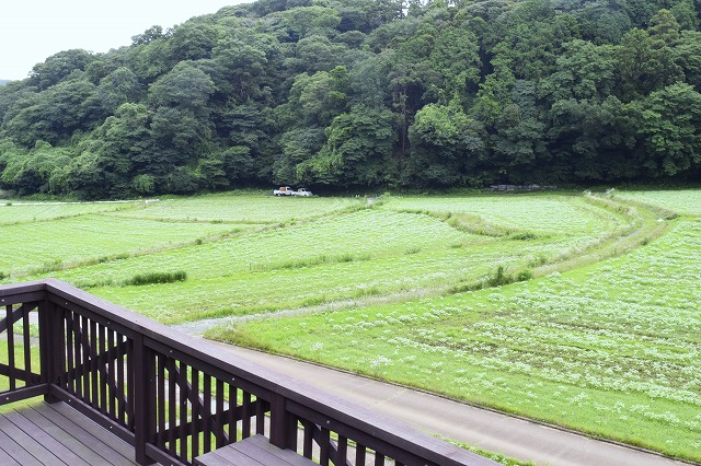 横須賀くりはま花の国・7/3～開花情報