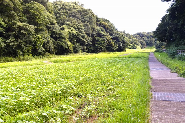 横須賀くりはま花の国・710～開花情報