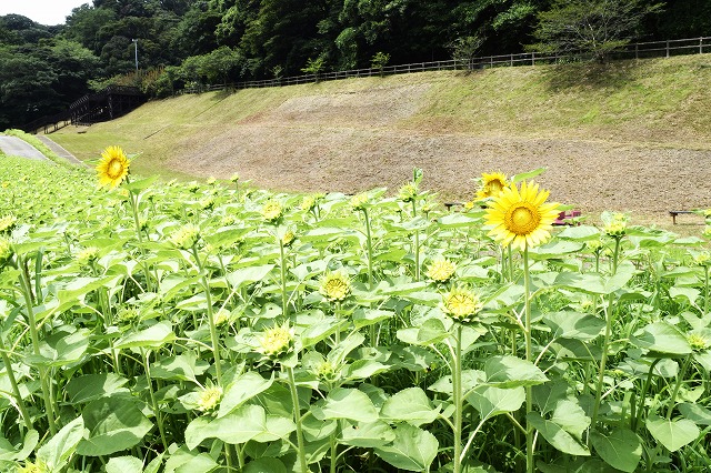 横須賀くりはま花の国・7/24～開花情報