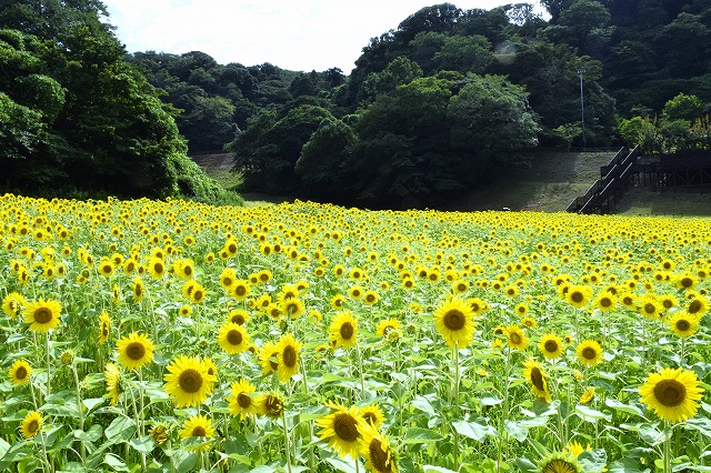 横須賀くりはま花の国・7/30～開花情報