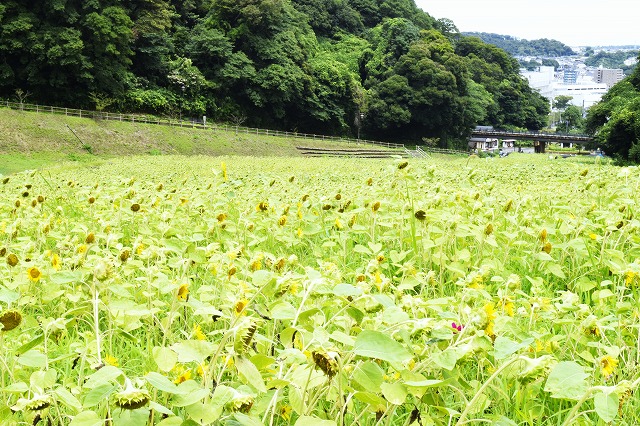 横須賀くりはま花の国・8/14～開花情報