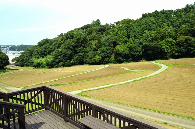 横須賀くりはま花の国・8/21～開花情報