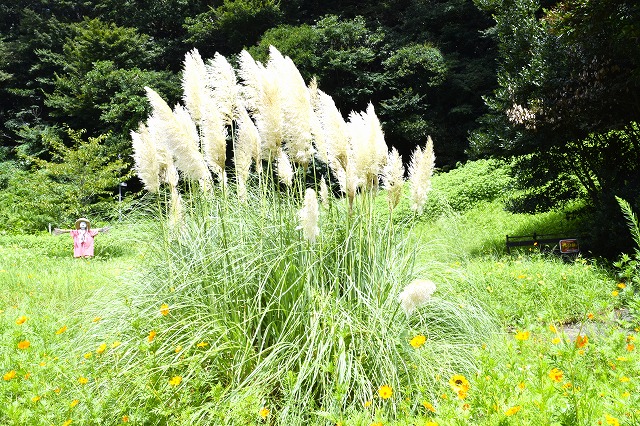 横須賀くりはま花の国・8/28～開花情報