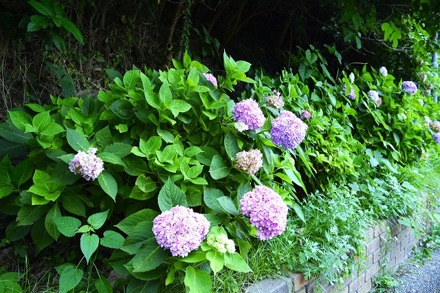横須賀くりはま花の国・8/4～開花情報