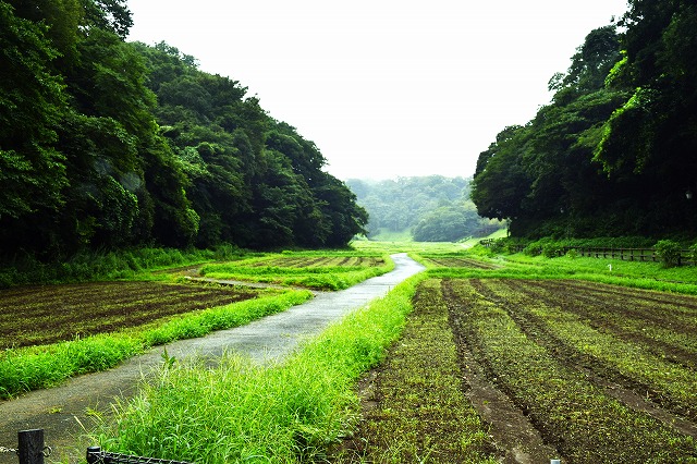 横須賀くりはま花の国・9/12～開花情報
