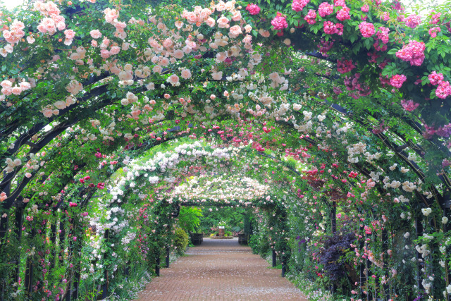 ～バラが彩るガーデン散策～